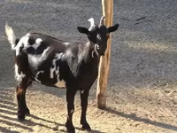 Ziege, Nigerian dwarf goats — Foto 2