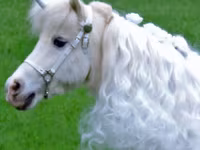 母马, Miniature horse — 照片 8