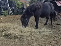 公马, Horses — 照片 2
