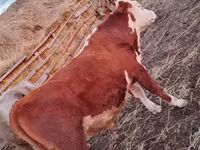 Buğa, Simmental cattle — foto 5