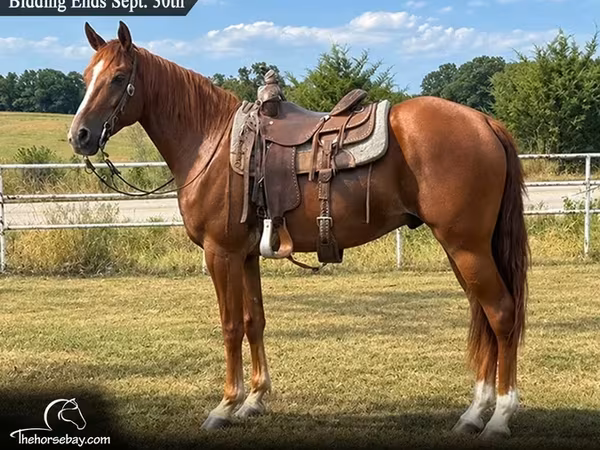 公马, Missouri foxtrotter
