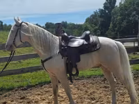 Horse (M), Kentucky mountain daddle horse — photo 8