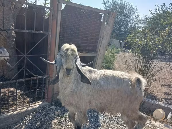 Boucs, Damask goat