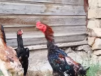 دجاج شمو — الصورة 1