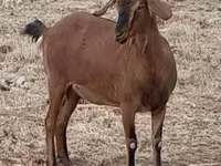 Коза, Nubian Goat — фото 7