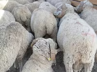 मेढ़ा, Merino sheep — फ़ोटो 1
