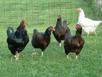 Chickens — zdjęcie 1