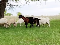 母山羊, Saanen goat — 照片 2