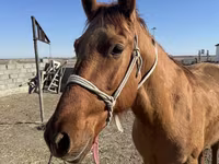 Kůň, Russian Don — foto 3