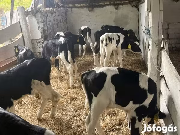 Býk, Russian Black pied cattle