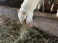 Ram, Assaf sheep — photo 3