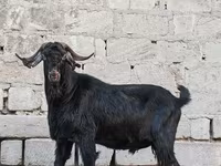 Boucs, Anatolian Black goats — photo 4