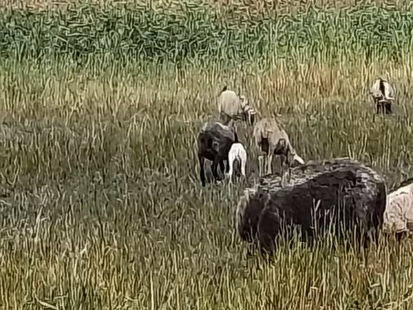 Овца, Романовская овца