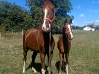 Koń, Dutch warmblood horse — zdjęcie 4