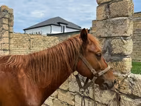 马匹（批次，未指定性别）, Horses — 照片 3
