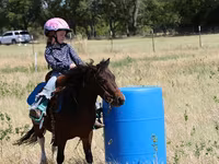 Cheval, Pinto horses — photo 3