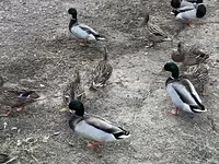 Ducks — Foto 7