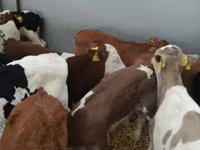 Taureau, Vache limousine — photo 7