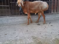 Beran, Saryarka sheep — foto 1