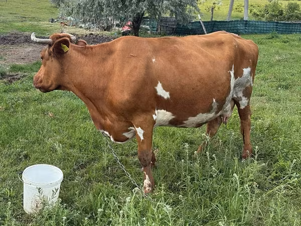 Cow, Cattle