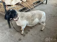Ram, Dorper sheep — photo 5