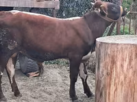 公牛, Cattle — 照片 4