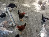 Turkeys — 照片 3