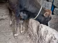 公牛, Cattle — 照片 2