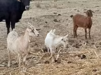 Коза, Nubian Goat — фото 6