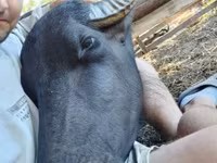 Vaca, Búfalo — foto 1