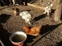 براهما — الصورة 3