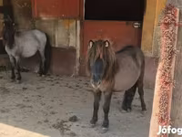 Stute, Shetland Pony — Foto 1