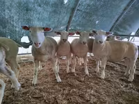 母羊, Ile-de-France sheep — 照片 1