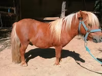 घोड़ा, Shetland Pony — फ़ोटो 4