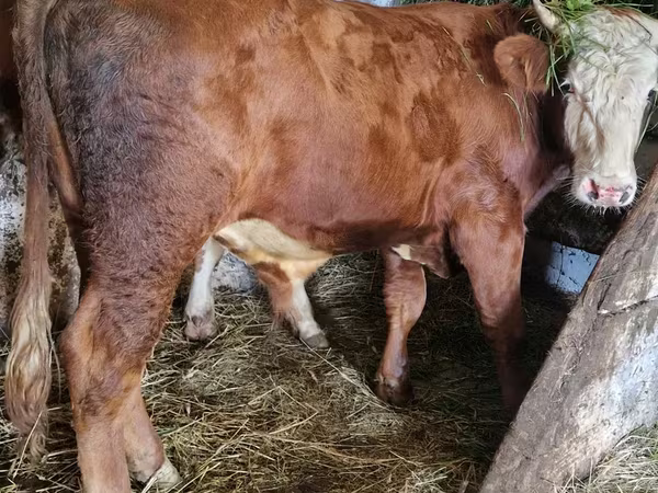 Byk, Simmental cattle