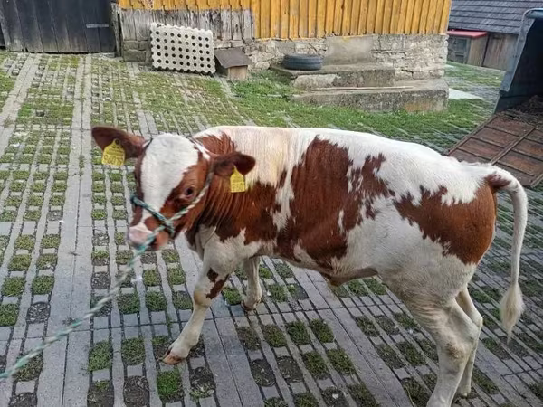 Buğa, Mal-qara