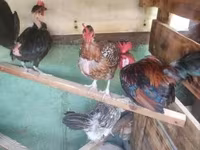 Chickens — Foto 2