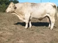 Bull, Charolais cattle — photo 1