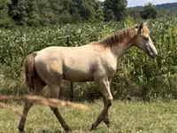 Cheval, Kentucky mountain daddle horse — photo 8