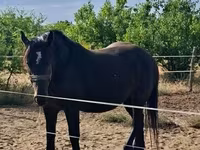 Kobyła, Konie — zdjęcie 1