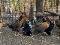 Chickens — फ़ोटो 4
