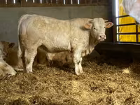 Taureau, Simmental cattle — photo 6