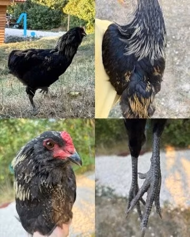 Araucana