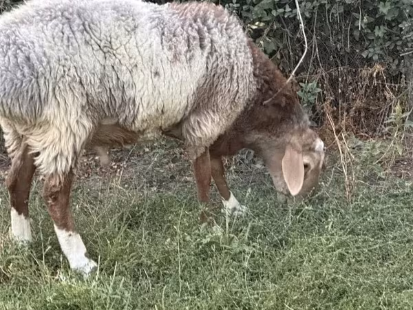 Bélier, Rhon sheep