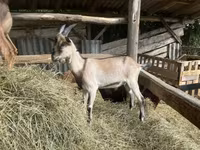 बकरा, Saanen goat — फ़ोटो 5