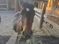 公马, Welsh Cob — 照片 1