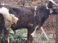 公牛, Red-spotted breed — 照片 7