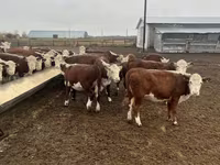 Vaca, Vaca kazaja de cabeza blanca — foto 5