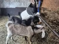 Billy Goat, Nubian Goat — photo 3