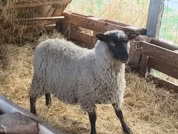 公羊, Sheep